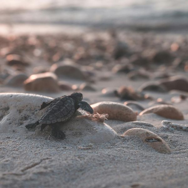 Path of small stones leading towards a calm horizon, symbolizing small steps.